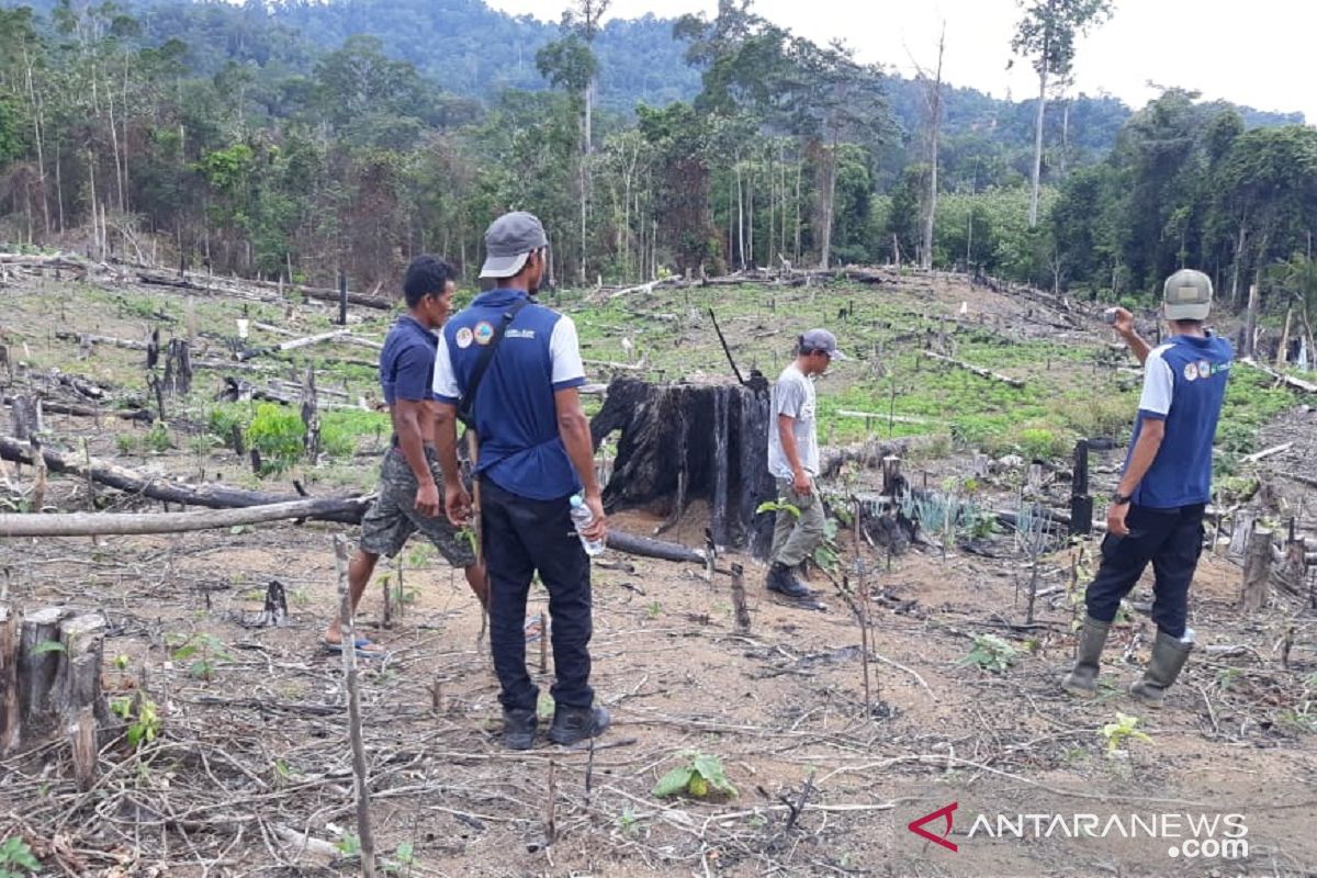 Harimau masuk ke ladang warga di Mukomuko