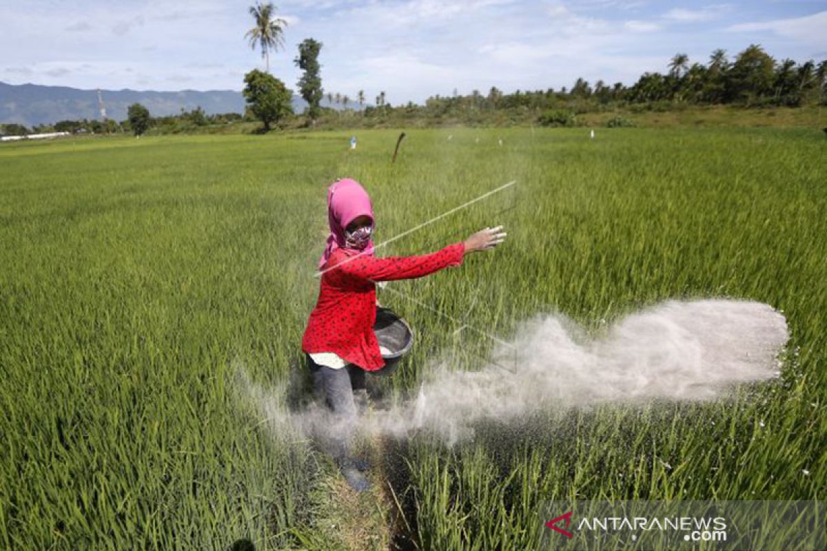 Aceh dapat alokasi pupuk bersubsidi 158 ribu ton pada 2021