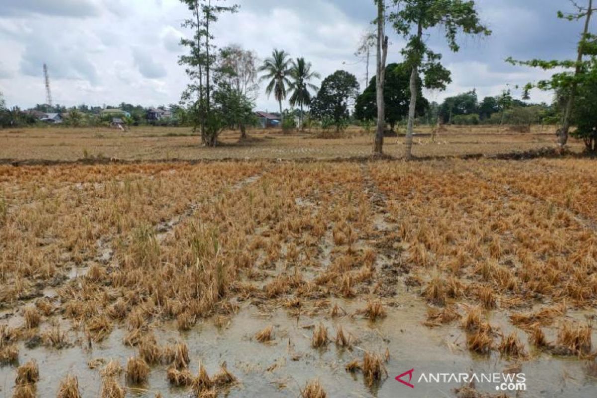 Tumpahan solar PLTD diduga  cemari lingkungan dan pemukiman warga di HST