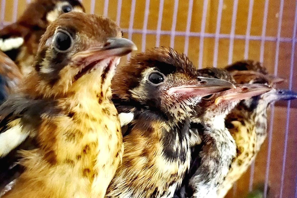 Ratusan burung berkicau ilegal asal Ende digagalkan masuk Surabaya