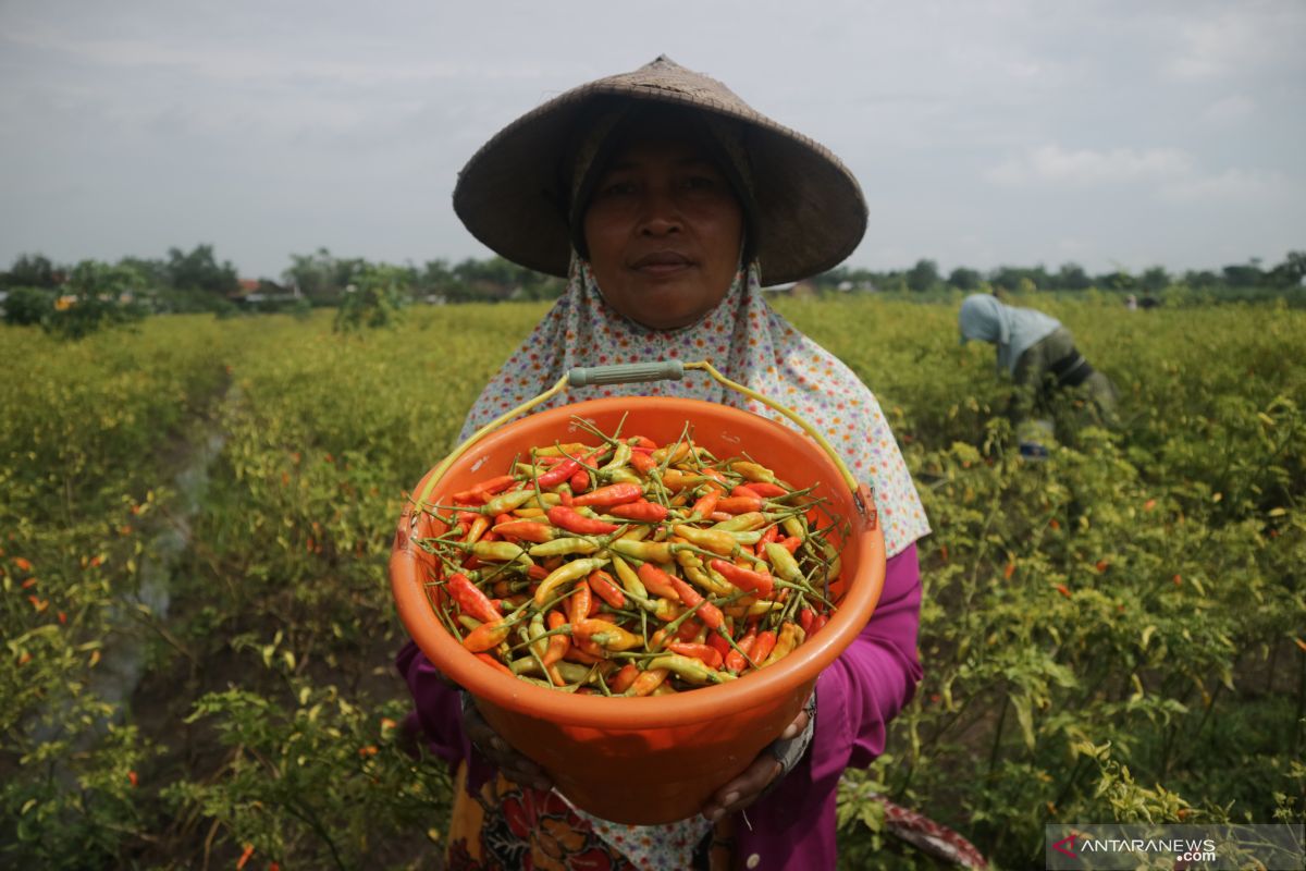 BPS: Cabai rawit dan bawang merah picu inflasi Maret 2021