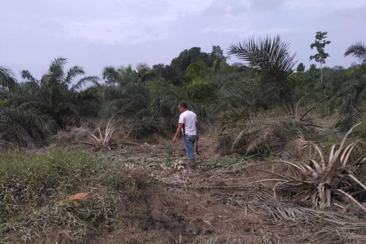 Kawanan gajah ubrak abrik kebun warga di Aceh Timur