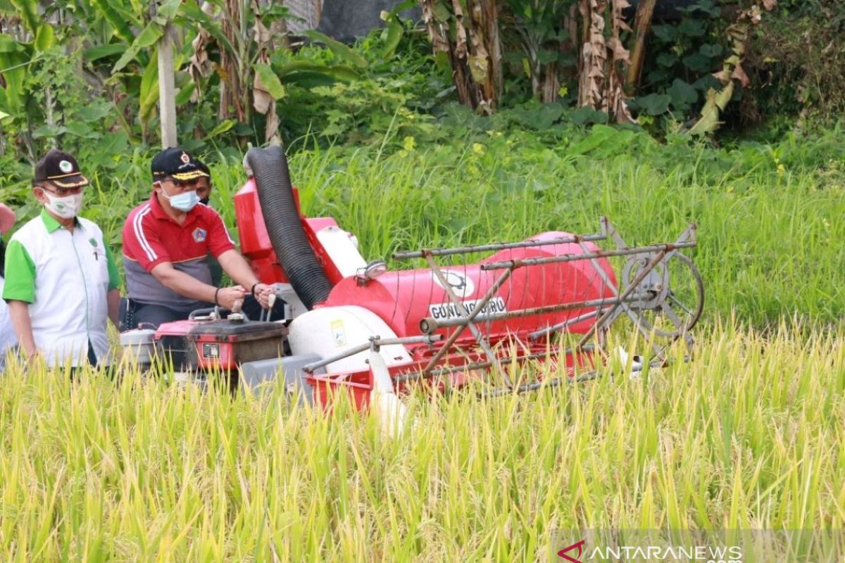 Pemkab Klungkung panen perdana padi varietas M70D