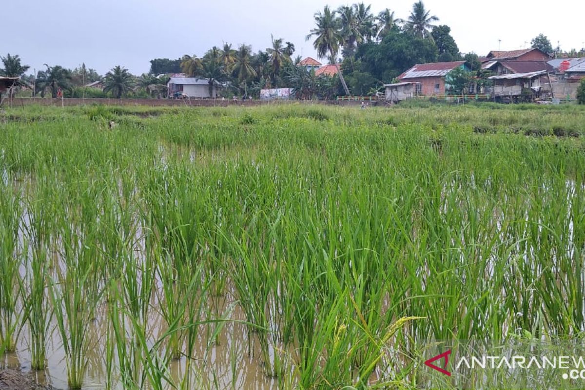 Pemerintah Kota Jambi mendorong petani produksi bibit tanaman unggul