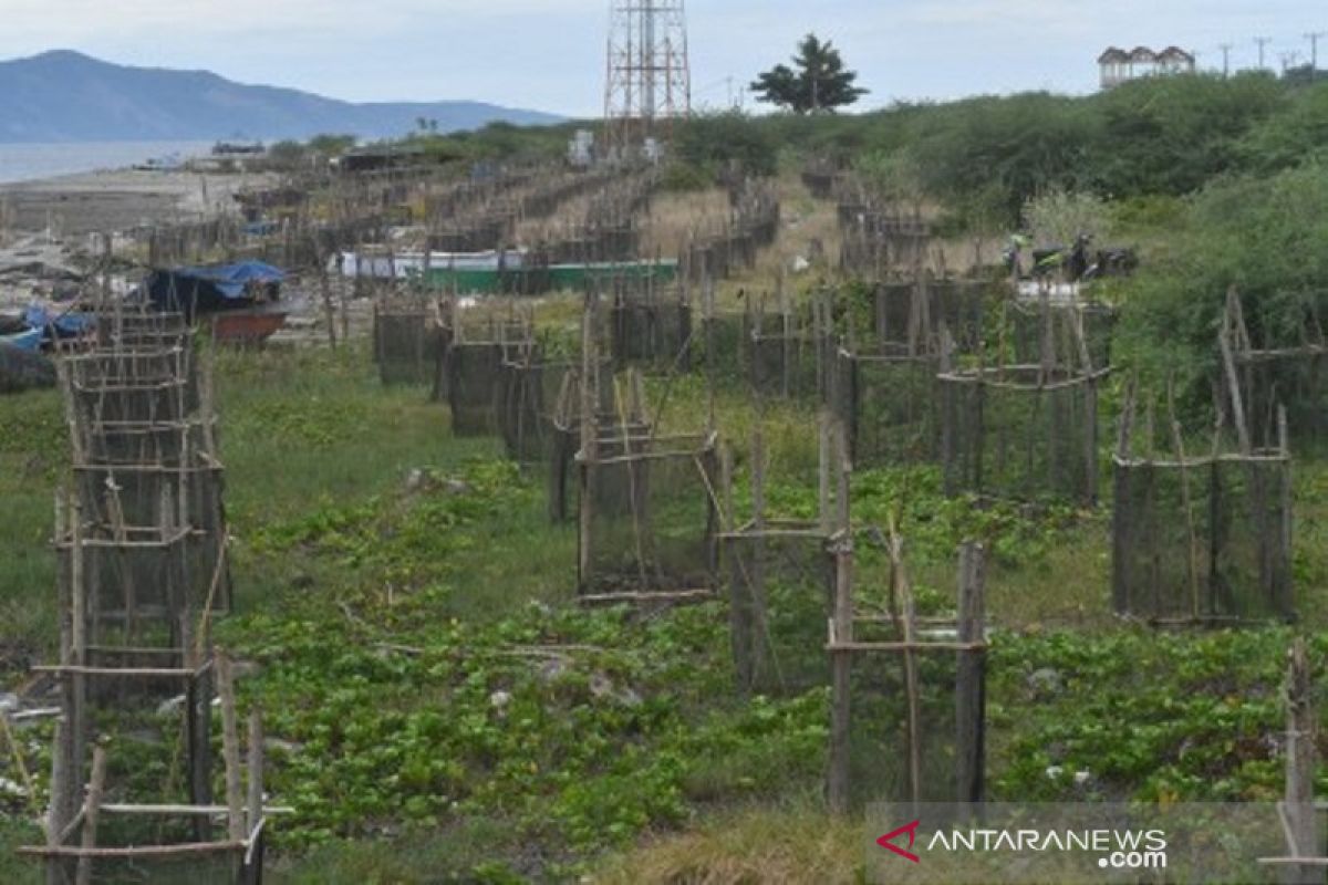 Vegetasi pantai Palu untuk melindungi dari abrasi