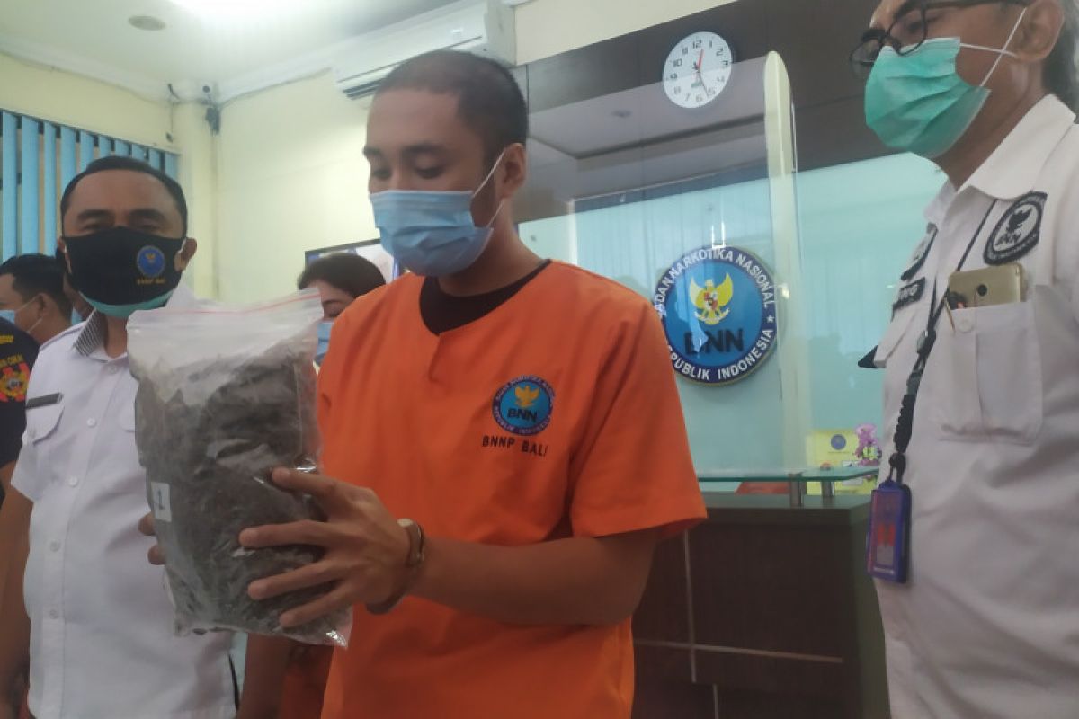 Miliki 1,4 kg ganja, Gitaris band lokal di Bali terancam penjara seumur hidup