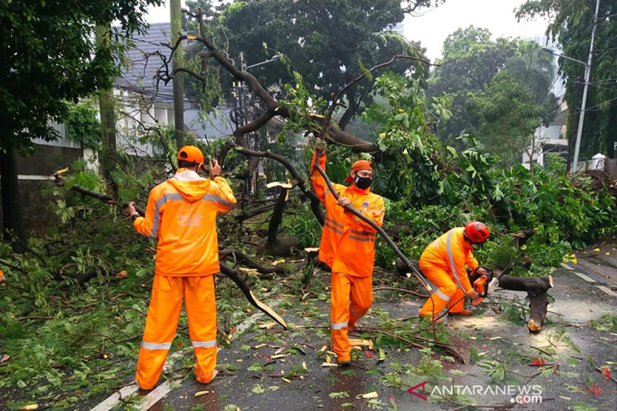 Jakarta Selatan dirikan posko antisipasi pohon tumbang