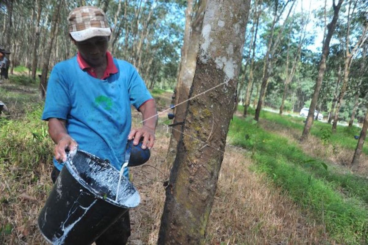 Harga karet kadar kering 100 persen Rp18.393