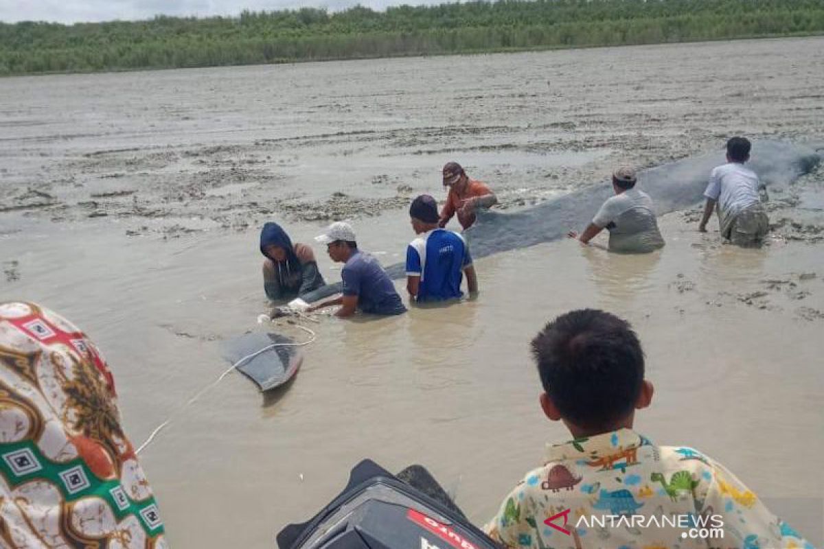 Nelayan dan tim gabungan selamatkan ikan paus terdampar