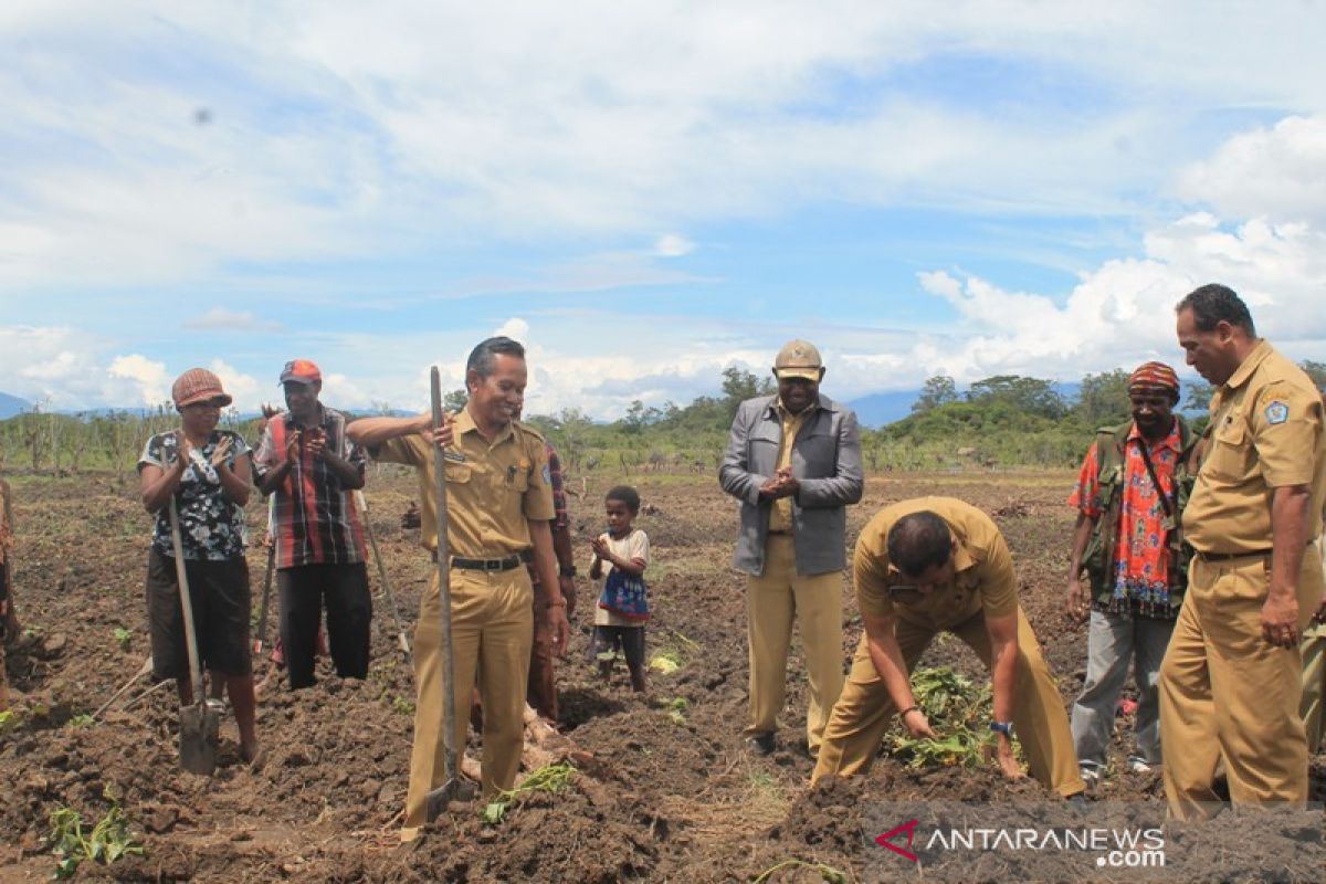 Pemkab Jayawijaya dorong petani jamin ketersediaan pangan