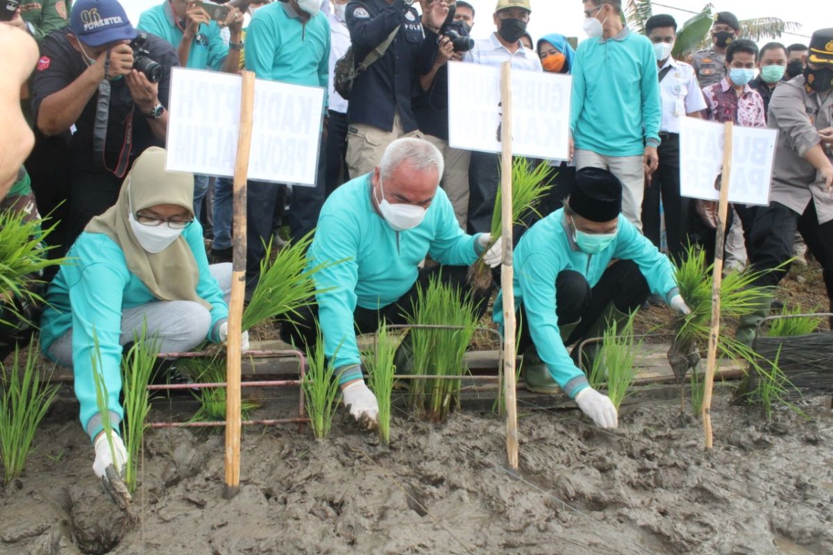 Gubernur Kaltim tanam padi di Desa Sungai Tuak