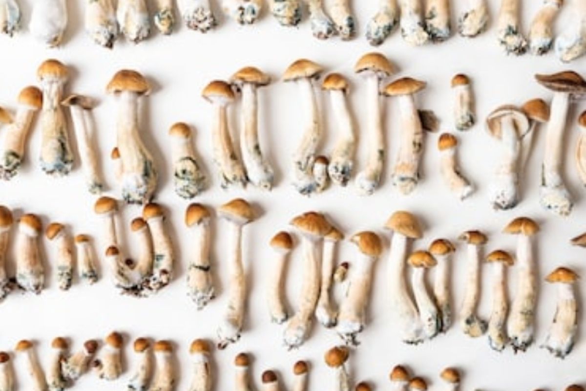 "Magic Mushroom" diteliti untuk obati depresi