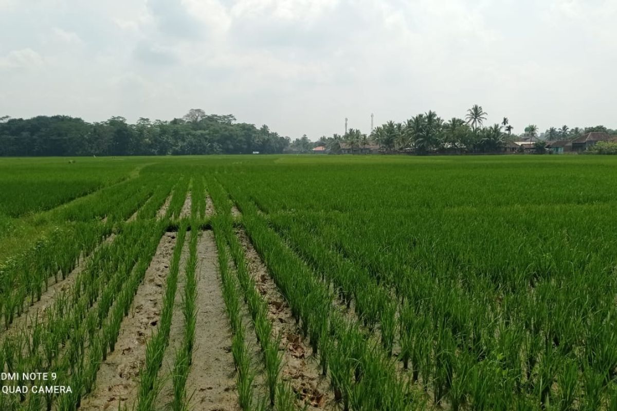 Petani di Lebak berharap percepatan realisasi distribusi pupuk bersubsidi