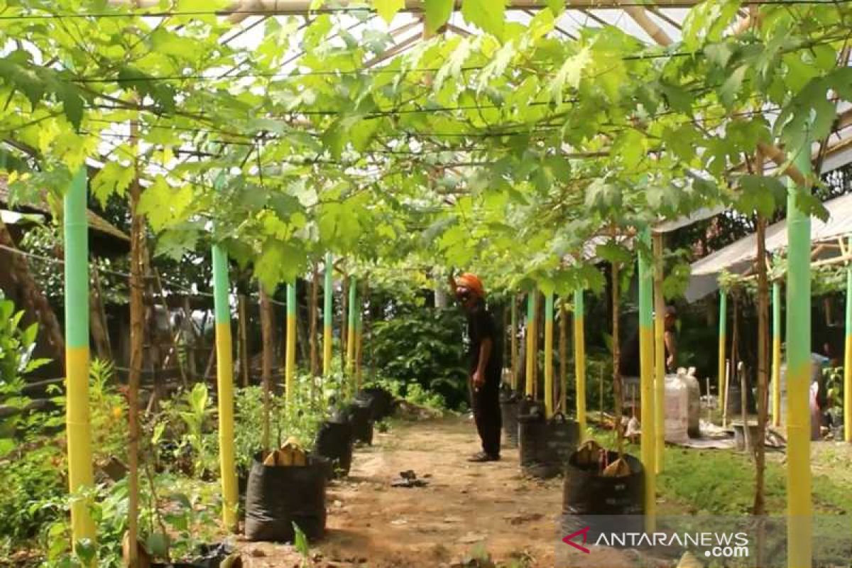 Kebumen miliki kampung anggur