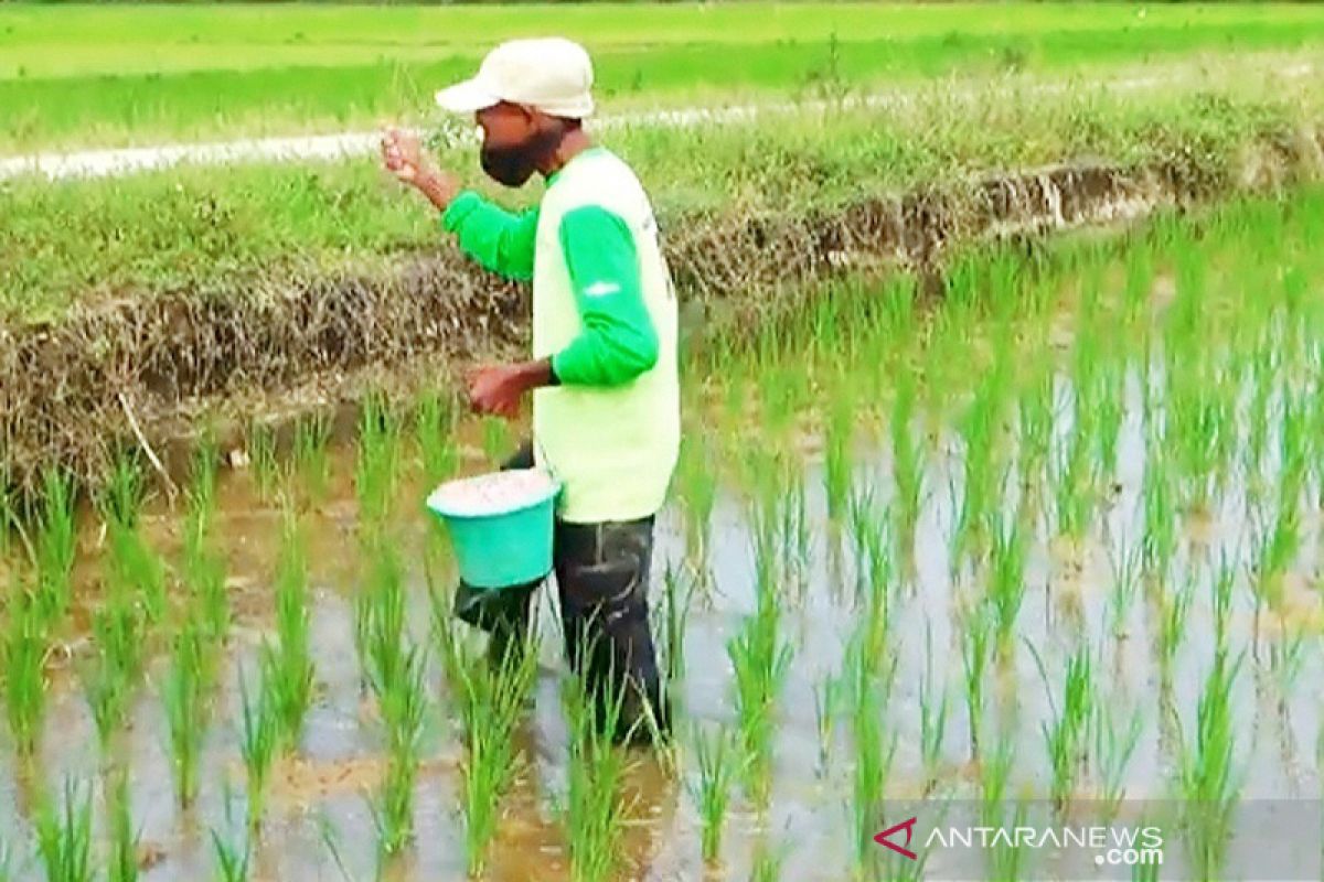 Petani Aceh Utara keluhkan kelangkaan pupuk subsidi