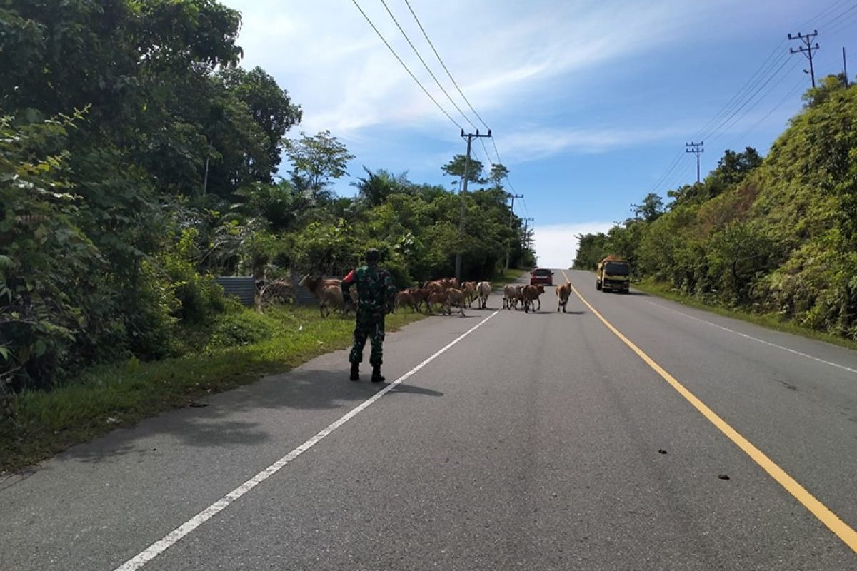 Kawanan ternak bahayakan pengendara di Aceh Jaya. Ini dilakukan TNI