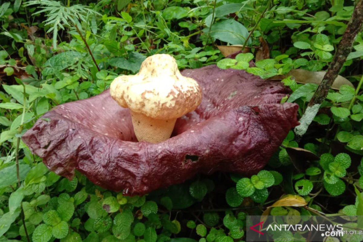 Bunga bangkai mekar di kebun durian warga Koto Malintang Agam