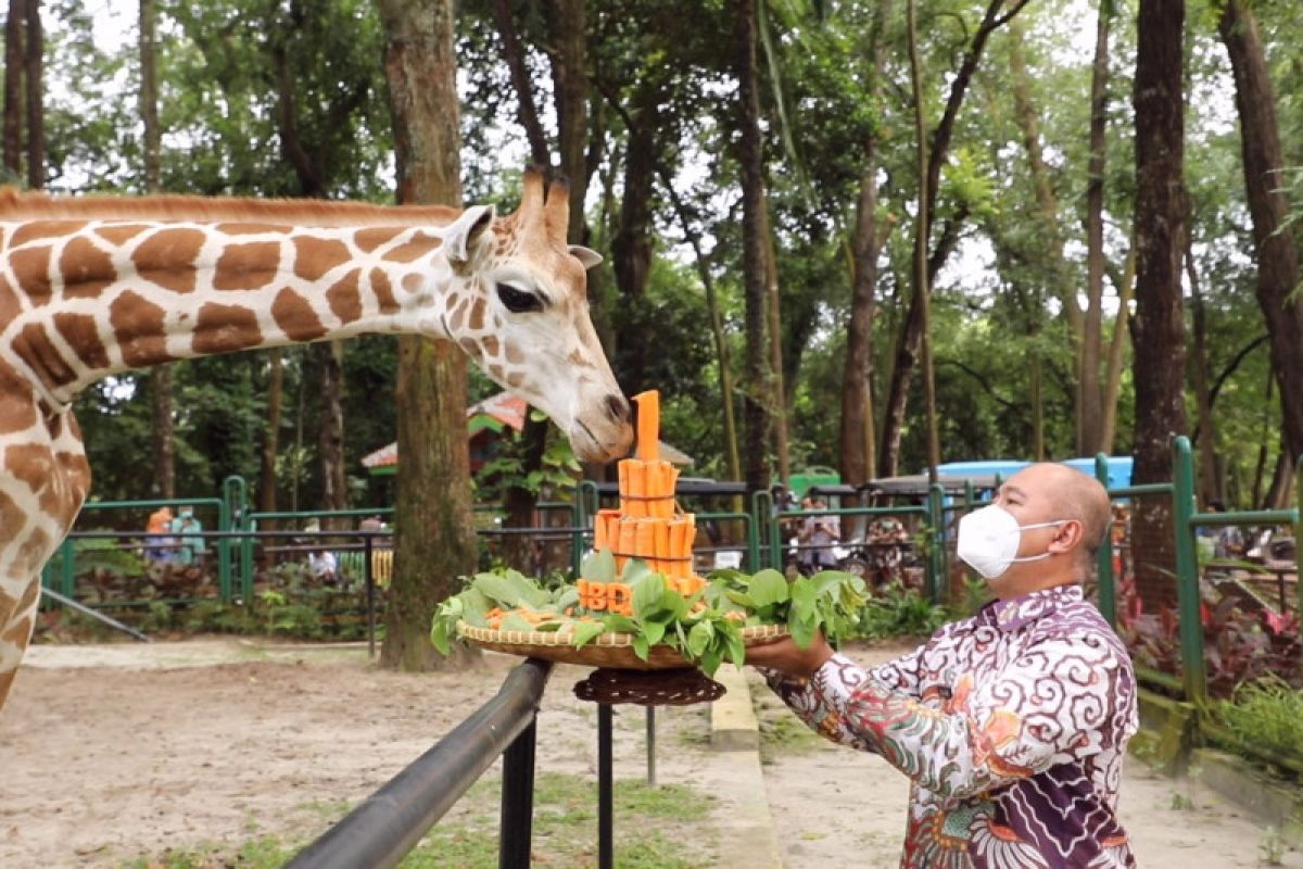 Ragunan rayakan ulang tahun pertama Julang sang Jerapah secara virtual