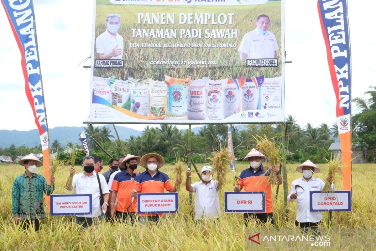 Agro Solution Pupuk Kaltim tingkatkan produktivitas padi di Gorontalo