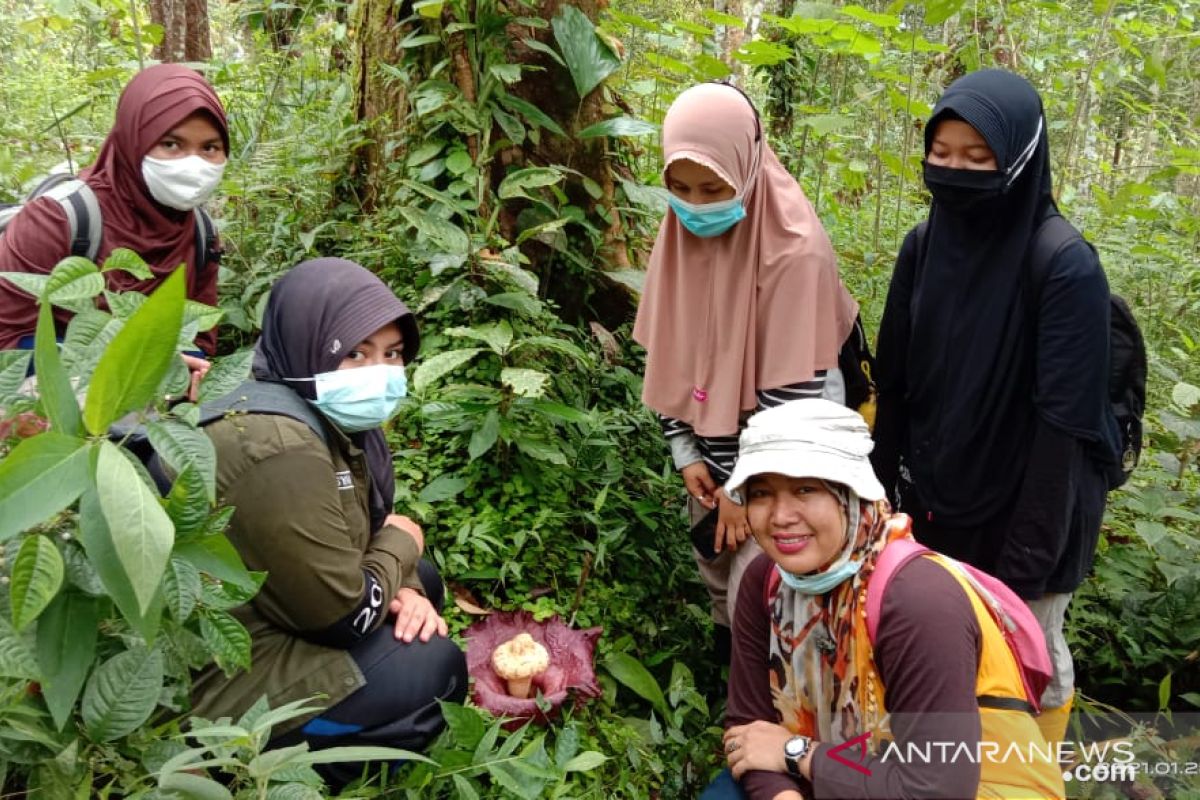 Warga Lubukbasung Agam temukan bunga bangkai setinggi satu meter di tepi sungai