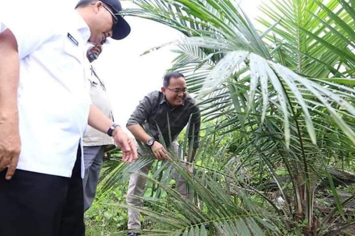 Petani Muba panen sawit 1.000 ton TBS  berkat bibit berkualitas