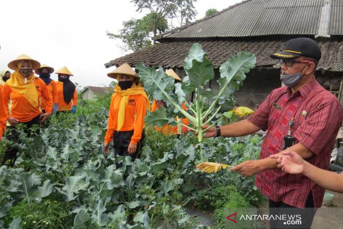 Pemkab Boyolali dorong pemanfaatan P2L tingkatkan ekonomi petani