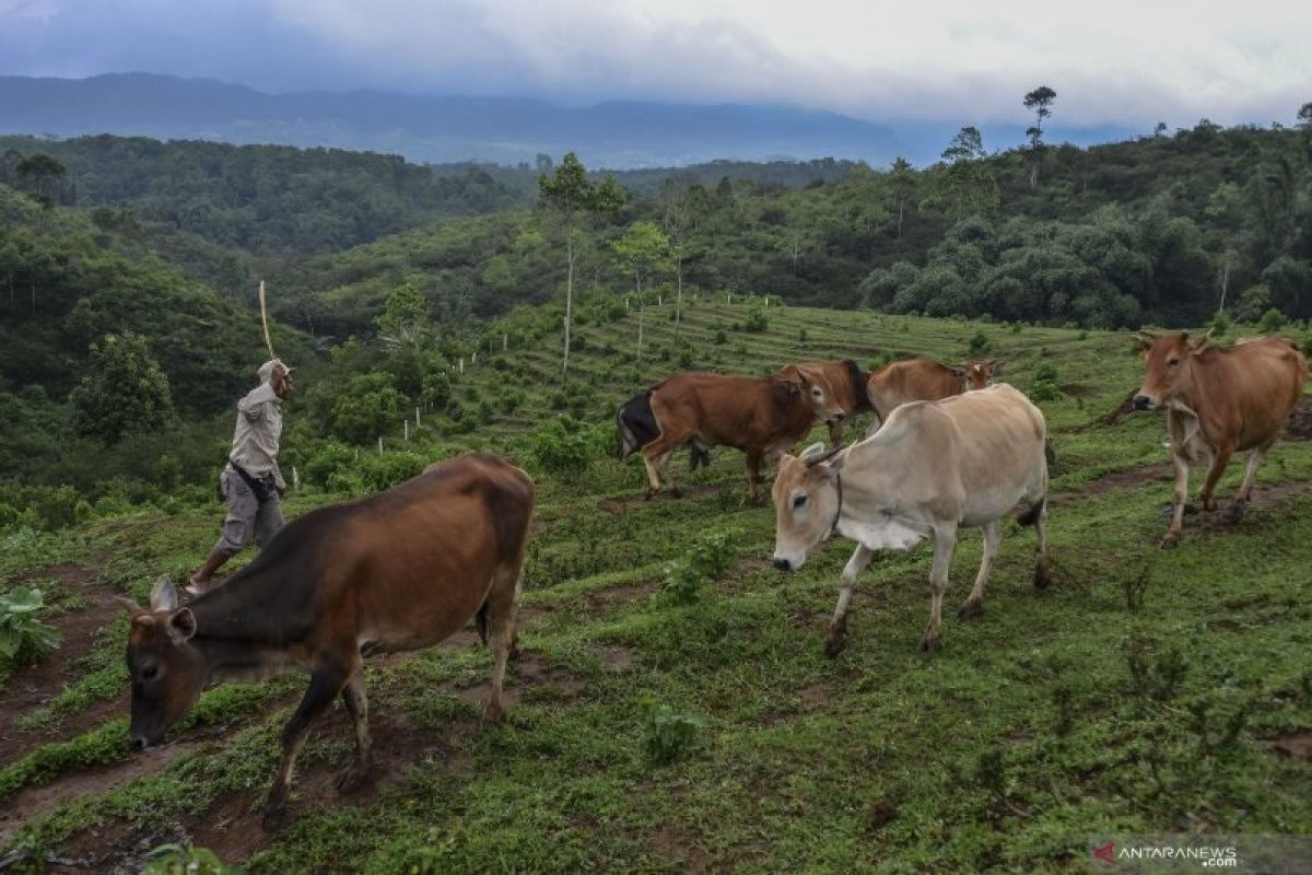 Sapi Pasundan dan impian untuk swasembada daging sapi