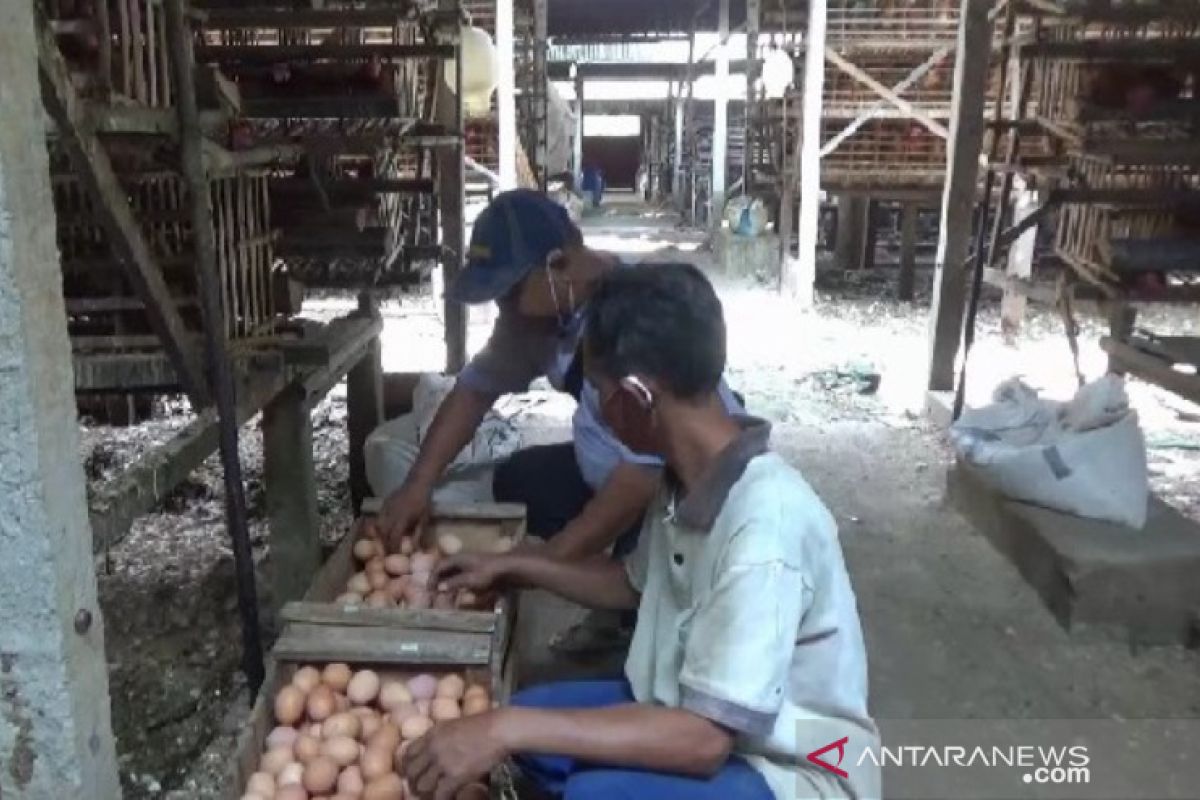 Peternak ayam petelur di Magetan keluhkan kenaikan harga pakan