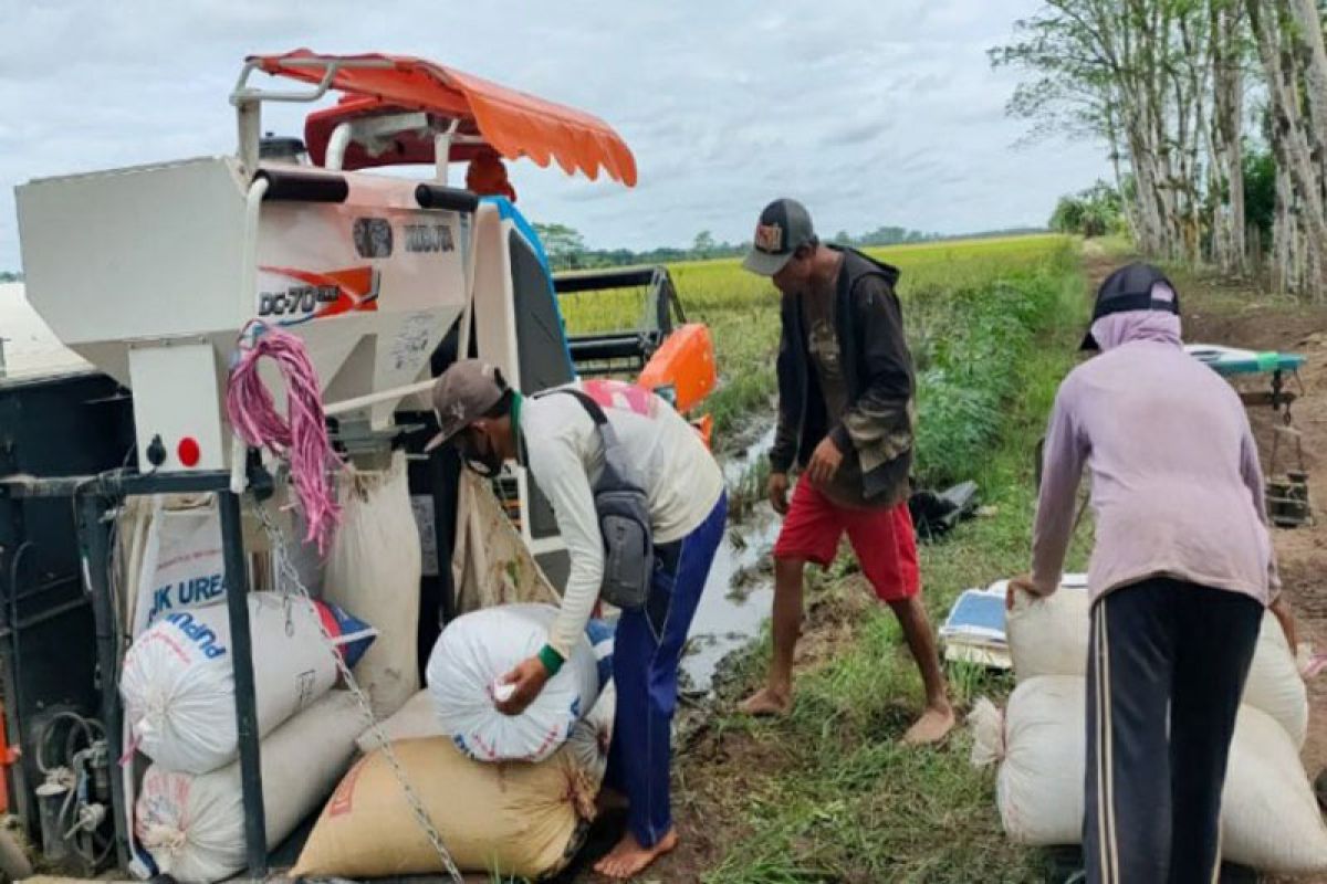 BPTP siapkan panen raya di kawasan food estate Kalteng