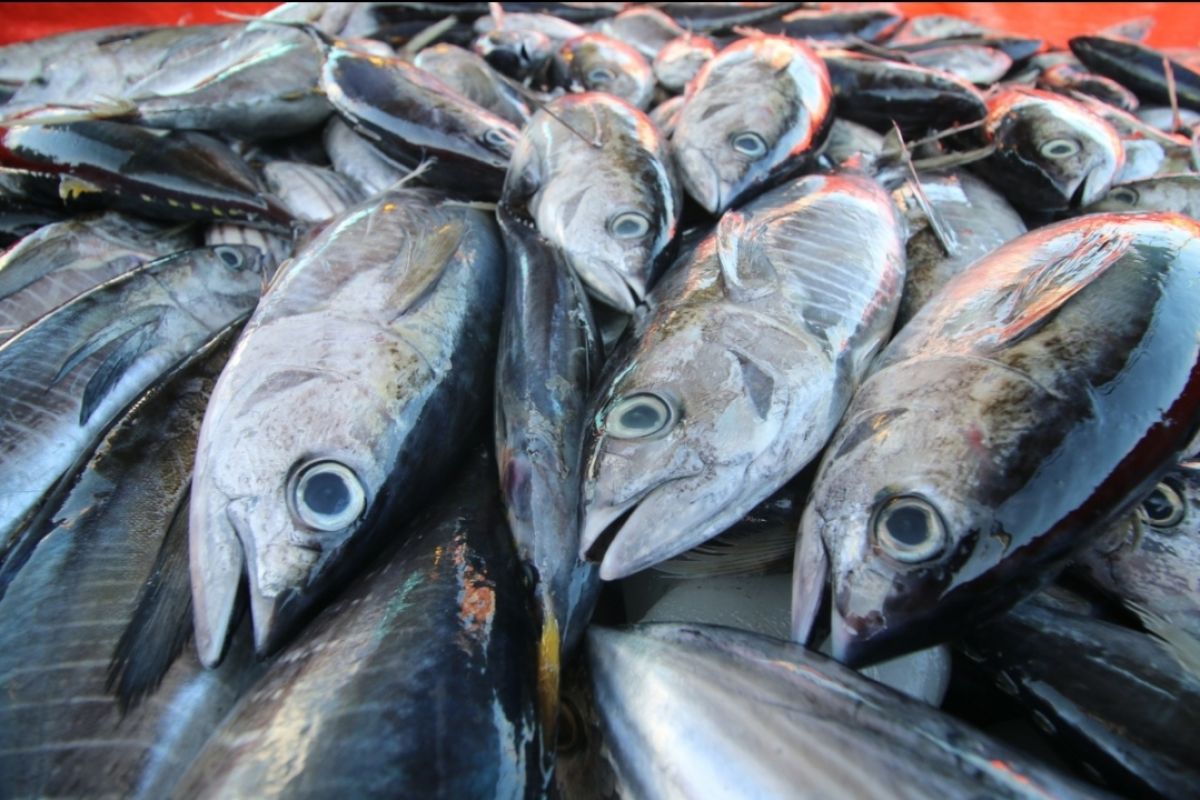 KKP: Produk tuna Indonesia raih sertifikasi standar global