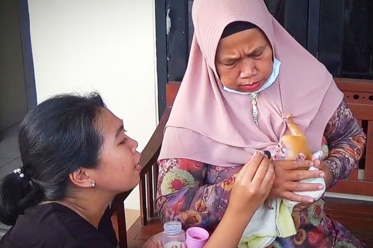 Warga Kotim temukan bayi lutung merah di kebun