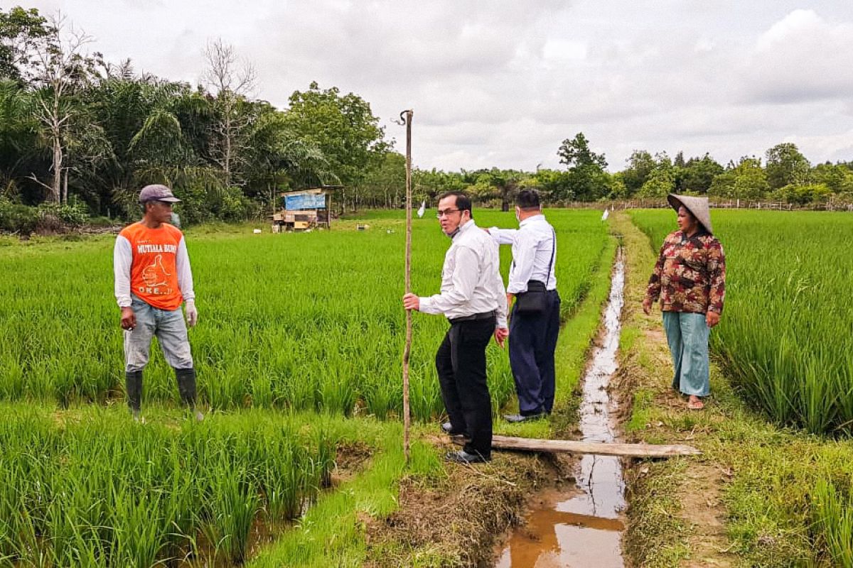 Bank Kalsel siapkan konsultan pertanian dukung inovasi petani