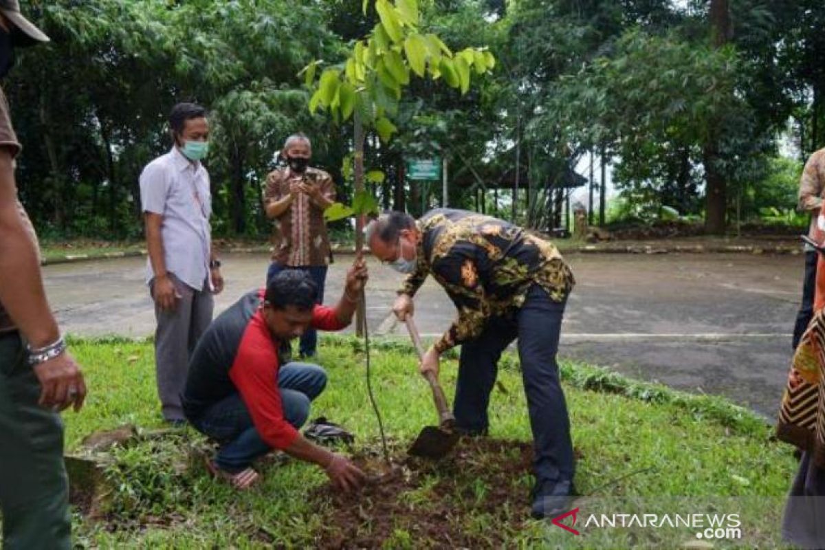 Babel menggandeng LIPI kembangkan gaharu