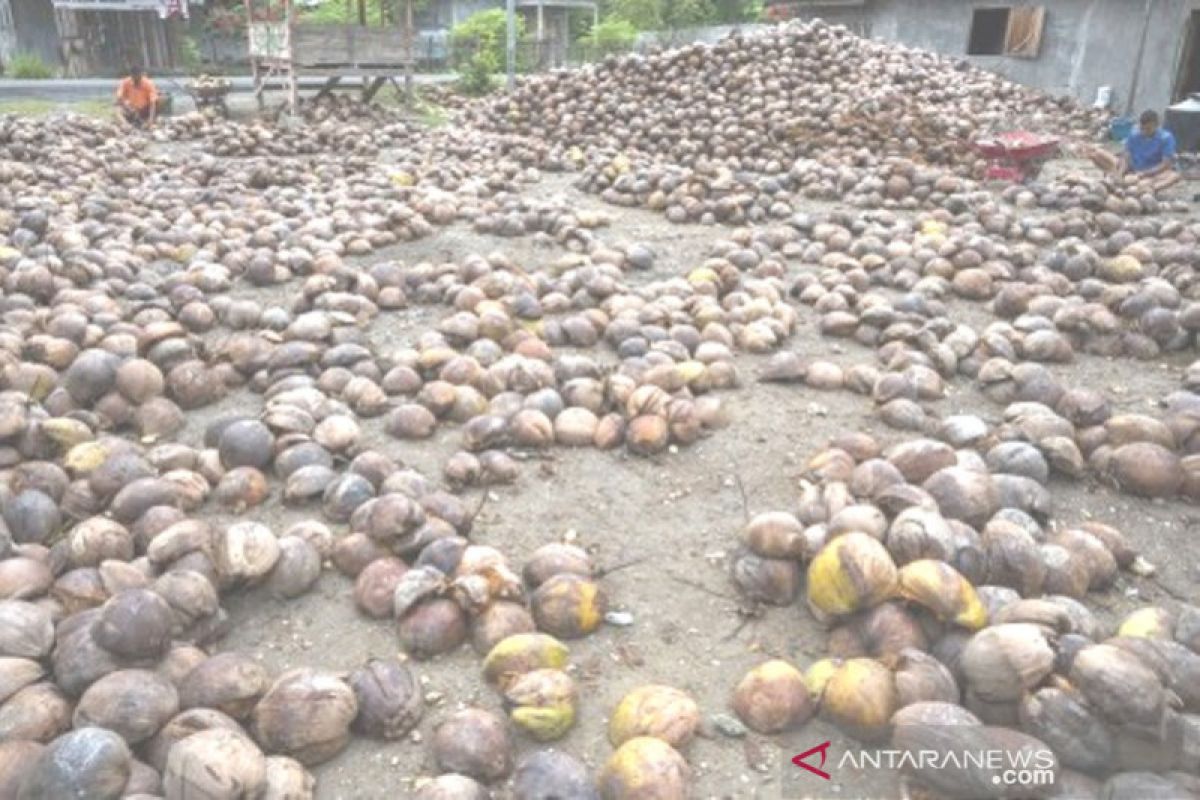 Petani kembali jual kelapa jadi kopra
