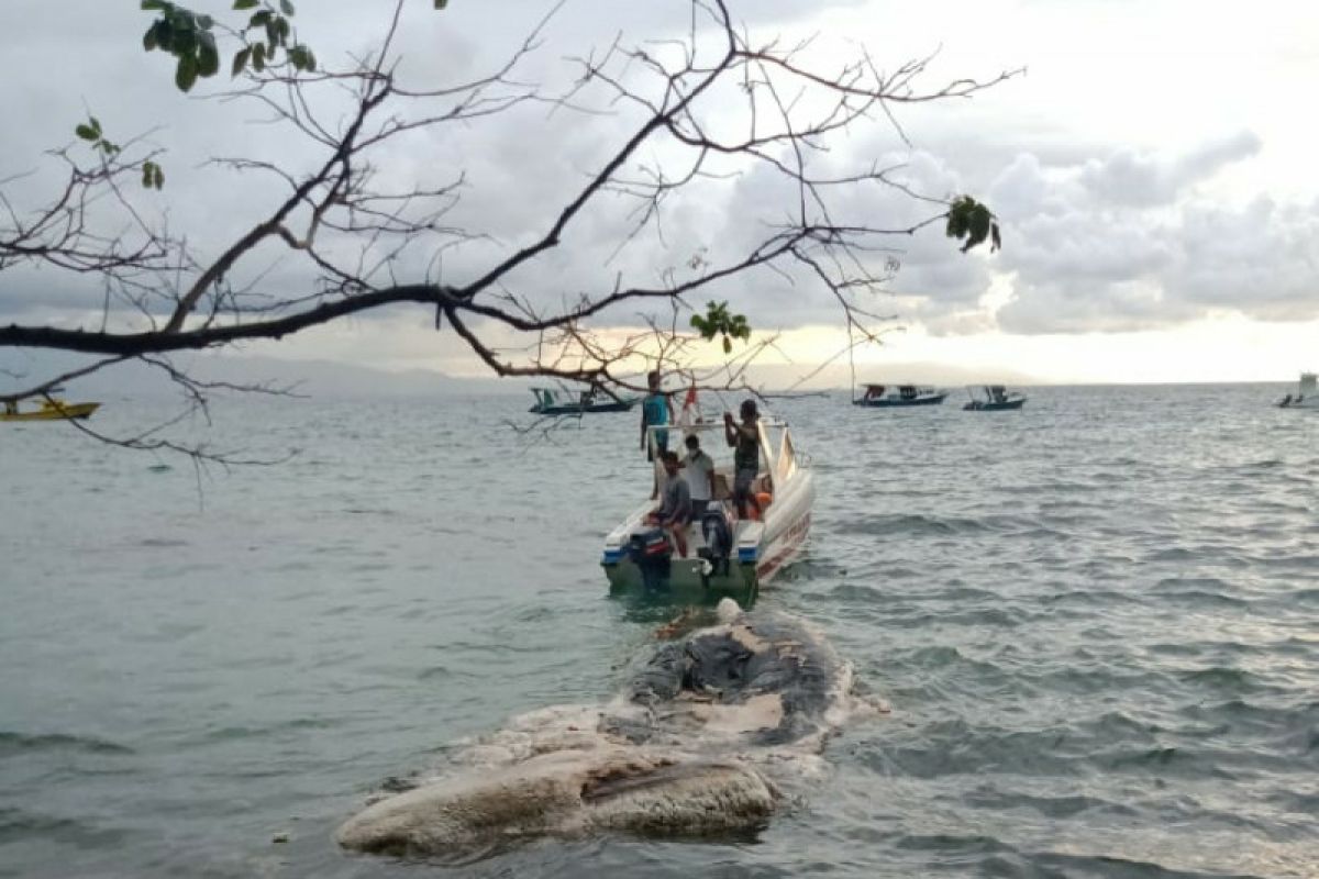 Bangkai paus terdampar di perairan Taman Nasional Bunaken Sulut