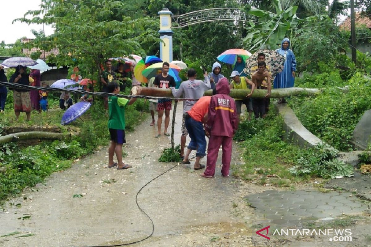 Petugas gabungan evakuasi pohon tumbang akibat angin kencang di Pamekasan