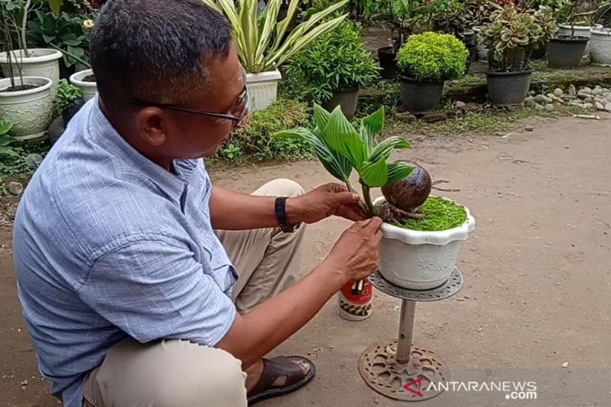 Raih omzet jutaan rupiah dari bonsai kelapa