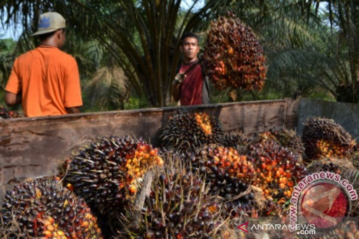 Harga sawit di daerah ini naik Rp14,21 per Kg