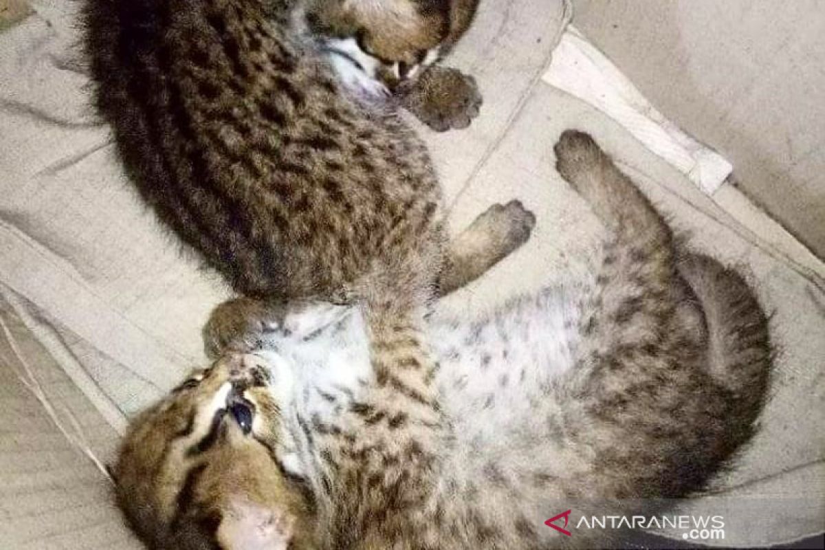 Warga serahkan dua kucing hutan ke BKSDA Bengkulu