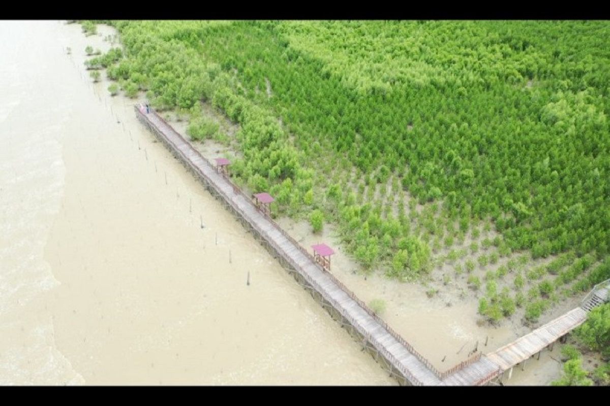 Kelestarian mangrove penting untuk tingkatkan perekonomian desa