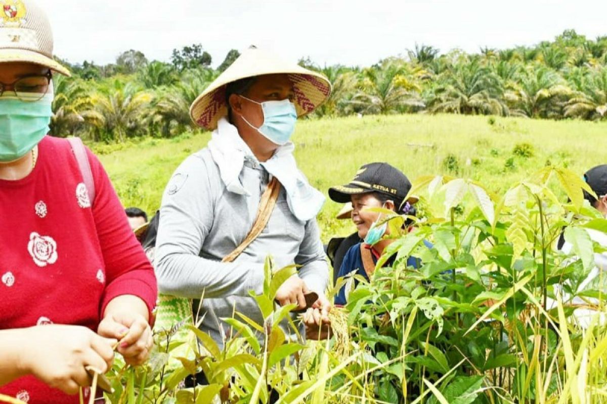 Peningkatan sektor pertanian terus didorong