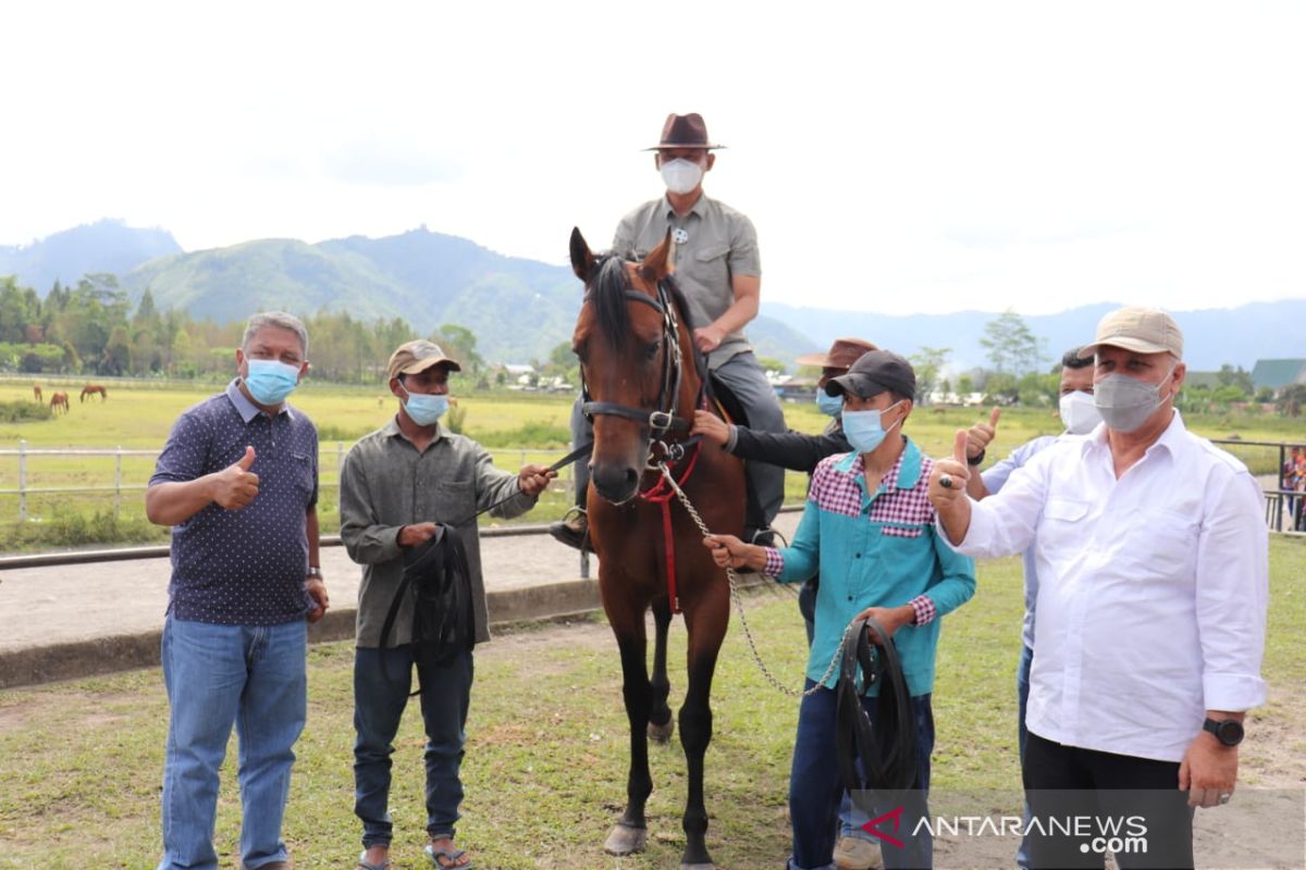 Pemkab Aceh Tengah dapat hibah kuda pejantan New Zealand