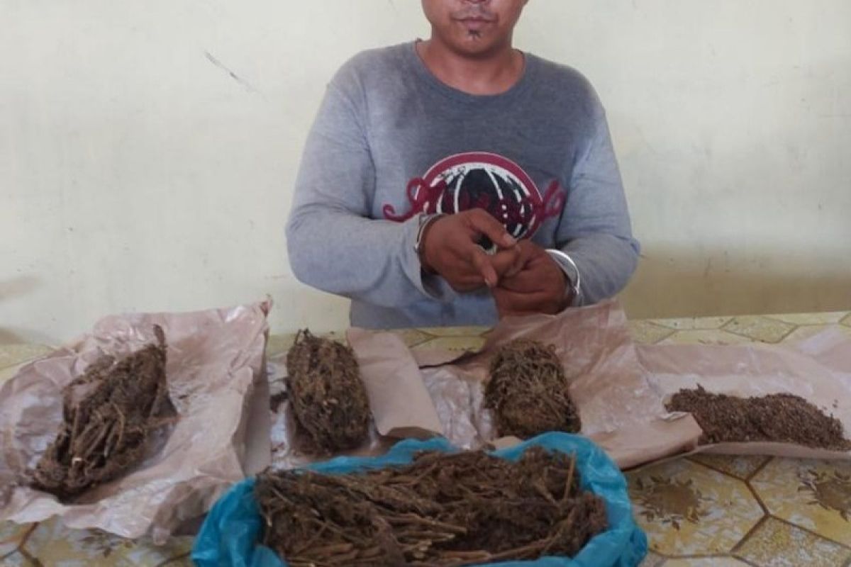 Gerebek rumah di Simalungun, polisi amankan lima bungkus ganja