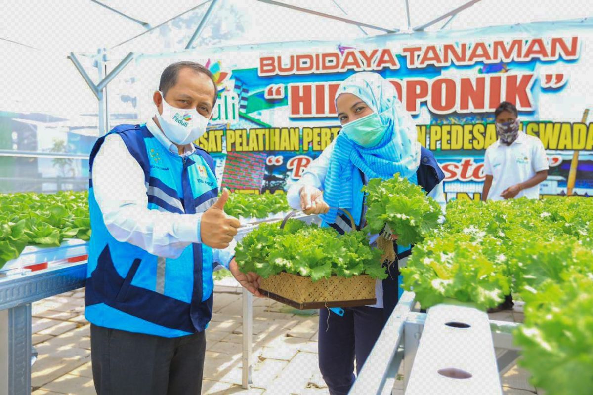 PT. PLN tingkatkan produktivitas tanaman hidroponik di Maluku Utara