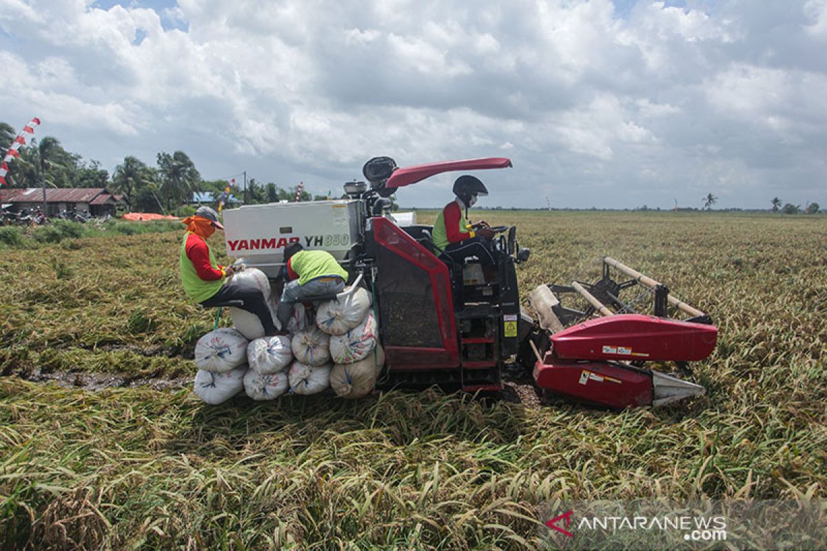 Petani di kawasan Food Estate Kalteng siap panen padi