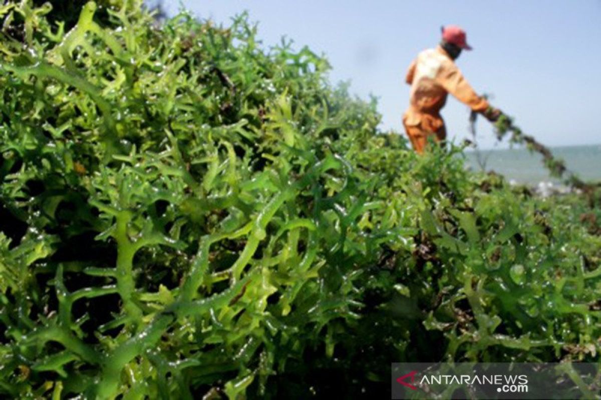 NTB menargetkan produksi rumput laut 930.000 ton