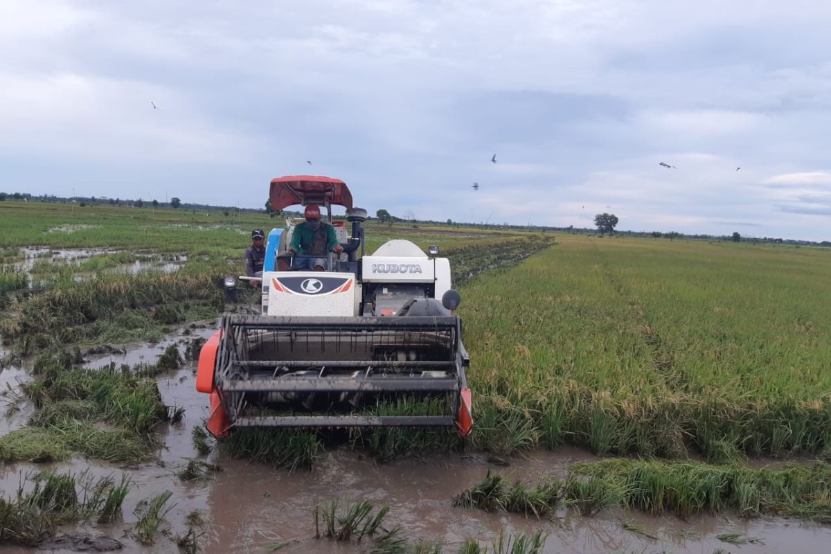 Kementerian Pertanian evaluasi perkembangan Food Estate Kalteng