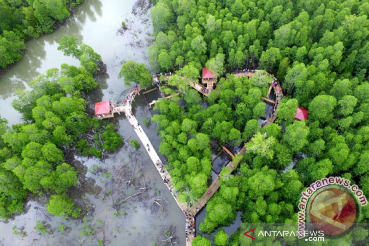 Kem-LHK programkan penanaman 5.000 bibit mangrove di Papua