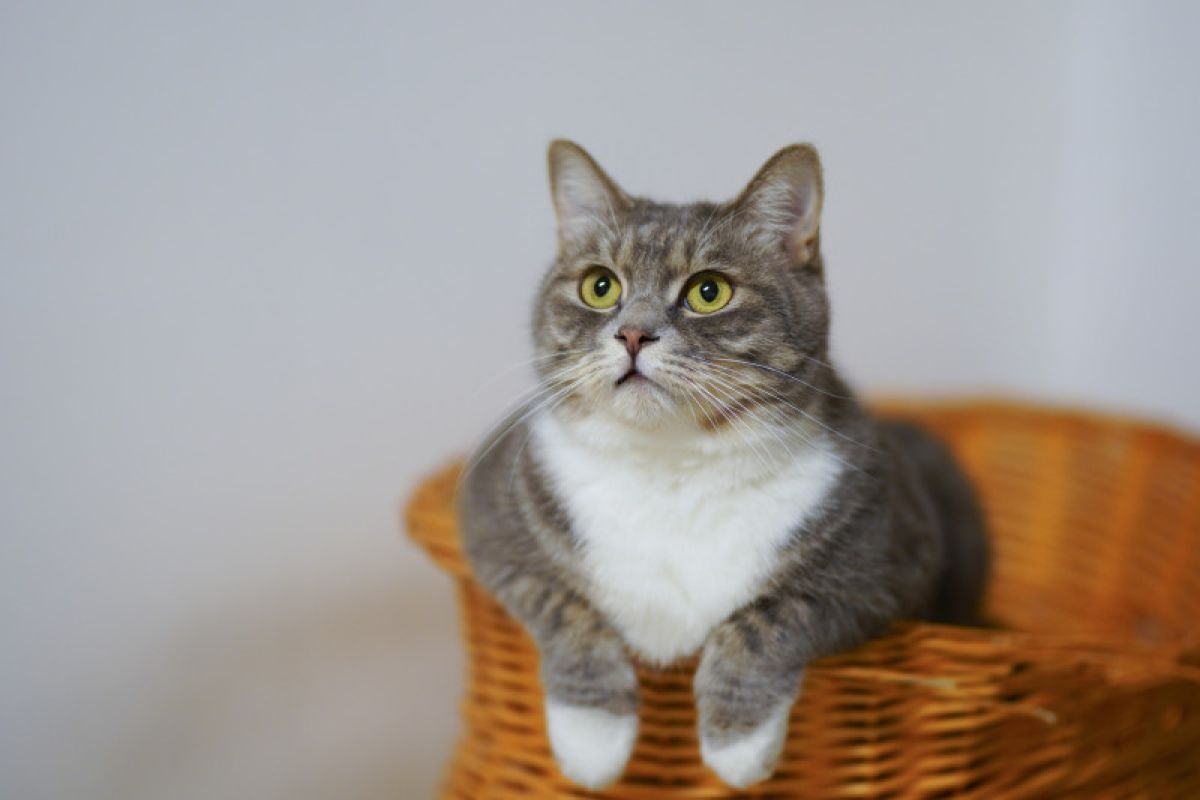 Kucing bisa diabetis bila makan nasi berlebihan