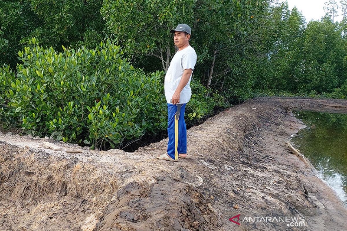 Potensi hutan magrove Buton Utara mencapai 2.000 hektare